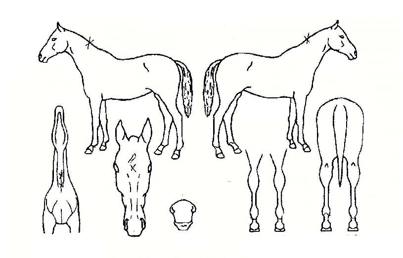 ¿¥¿¤´í¼ÀÚ¸¶ÀÇ Ãø¸é,¿ì¸é,µÞ¸é,µÎ»ó,´Ù¸®ÀÇ Æ¯Â¡µµÇØ