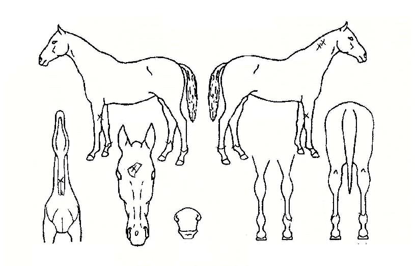 ÃÖ°°ÅžÀÇ Ãø¸é,¿ì¸é,µÞ¸é,µÎ»ó,´Ù¸®ÀÇ Æ¯Â¡µµÇØ