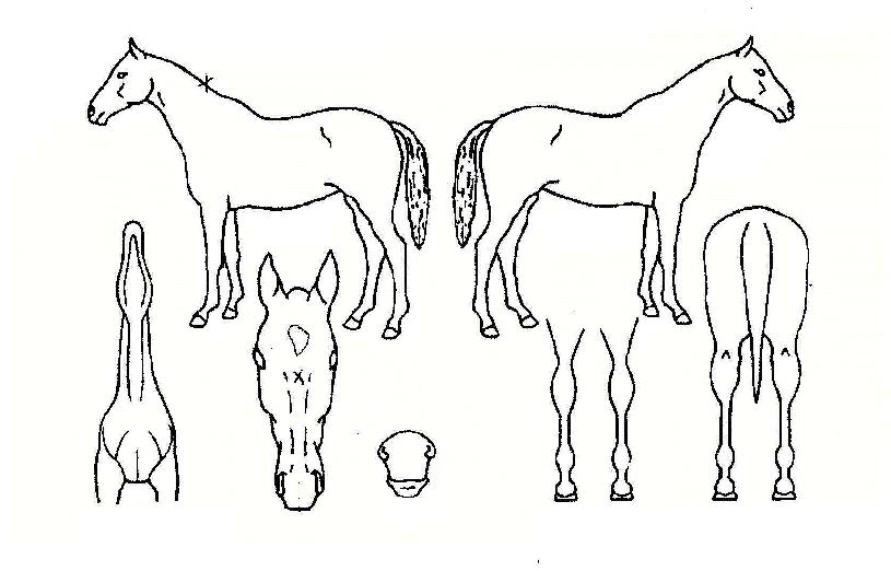 ¿Â¸®ºòÅ丮ÀÇ Ãø¸é,¿ì¸é,µÞ¸é,µÎ»ó,´Ù¸®ÀÇ Æ¯Â¡µµÇØ