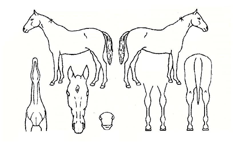 ¿Â¸®³Ñ¹ö¿øÀÇ Ãø¸é,¿ì¸é,µÞ¸é,µÎ»ó,´Ù¸®ÀÇ Æ¯Â¡µµÇØ