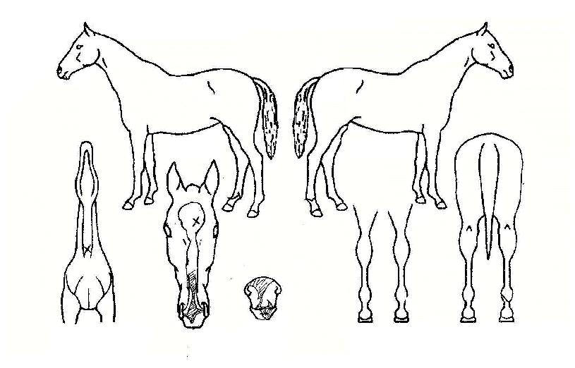 ©½ºÄ·ÇÁÀÇ Ãø¸é,¿ì¸é,µÞ¸é,µÎ»ó,´Ù¸®ÀÇ Æ¯Â¡µµÇØ