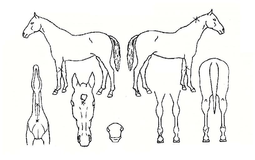 ½ÅÈï¸í°¡ÀÇ Ãø¸é,¿ì¸é,µÞ¸é,µÎ»ó,´Ù¸®ÀÇ Æ¯Â¡µµÇØ