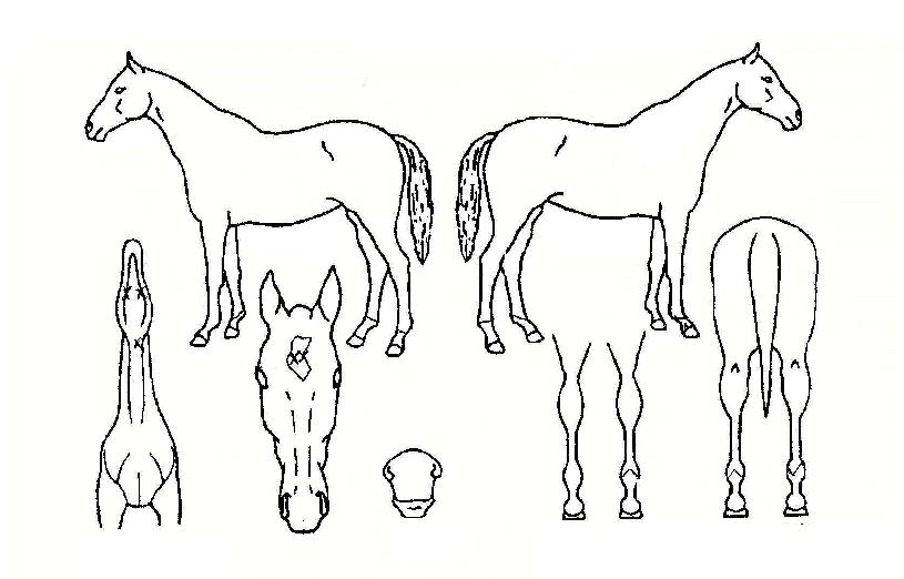 ÃÖ´ë»ó½ÂÀÇ Ãø¸é,¿ì¸é,µÞ¸é,µÎ»ó,´Ù¸®ÀÇ Æ¯Â¡µµÇØ