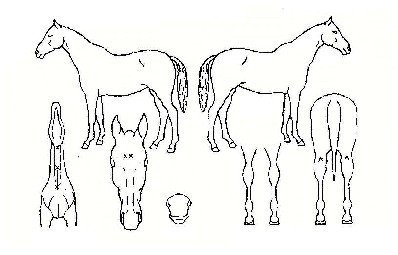 ´ç´ëÁ¦ÀÏÀÚ¸¶ÀÇ Ãø¸é,¿ì¸é,µÞ¸é,µÎ»ó,´Ù¸®ÀÇ Æ¯Â¡µµÇØ