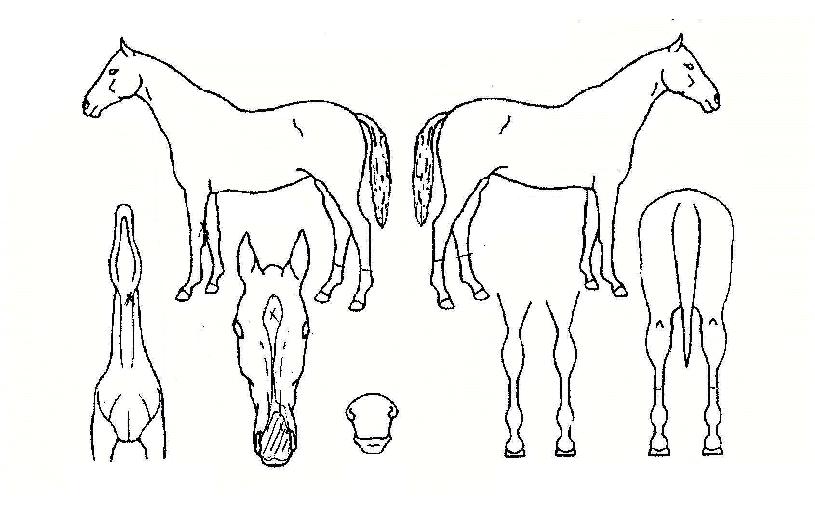 ºñ»ó´ë±ÇÀÇ Ãø¸é,¿ì¸é,µÞ¸é,µÎ»ó,´Ù¸®ÀÇ Æ¯Â¡µµÇØ