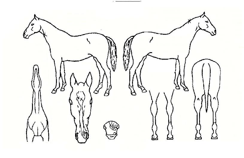 ÄËÆ®·ê·¯ÀÇ Ãø¸é,¿ì¸é,µÞ¸é,µÎ»ó,´Ù¸®ÀÇ Æ¯Â¡µµÇØ