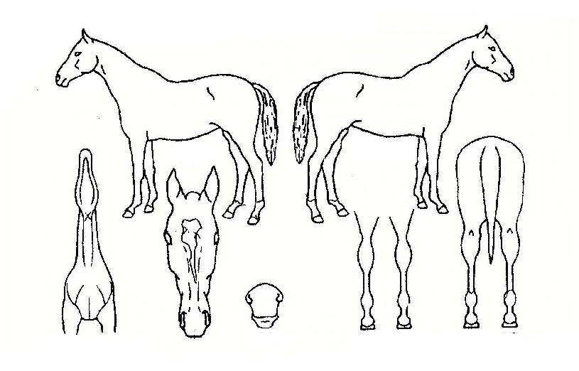 »ç¸íÀÇ Ãø¸é,¿ì¸é,µÞ¸é,µÎ»ó,´Ù¸®ÀÇ Æ¯Â¡µµÇØ