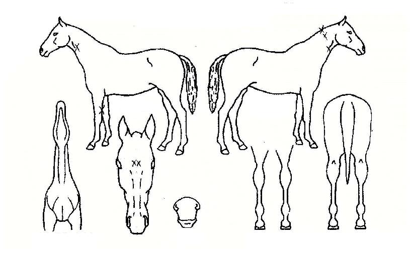 ¾Æ¿ö·¹À̵ðÀÇ Ãø¸é,¿ì¸é,µÞ¸é,µÎ»ó,´Ù¸®ÀÇ Æ¯Â¡µµÇØ