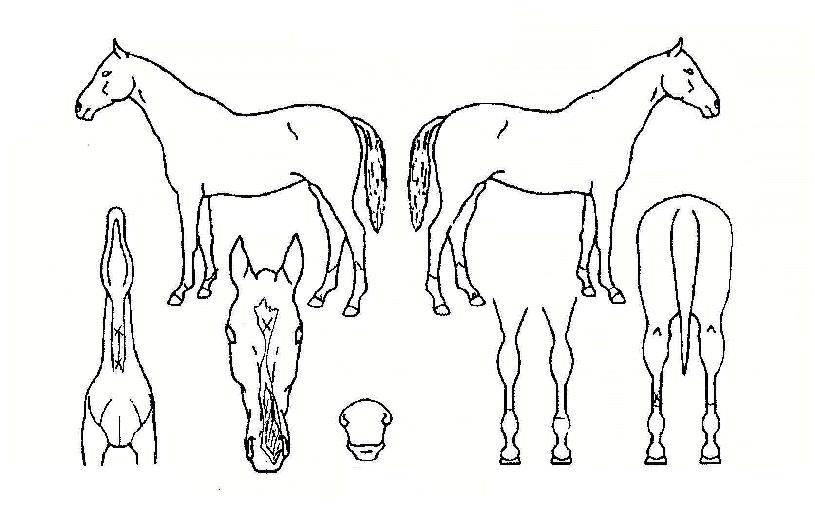 ÃÊÅäÈÀÇ Ãø¸é,¿ì¸é,µÞ¸é,µÎ»ó,´Ù¸®ÀÇ Æ¯Â¡µµÇØ