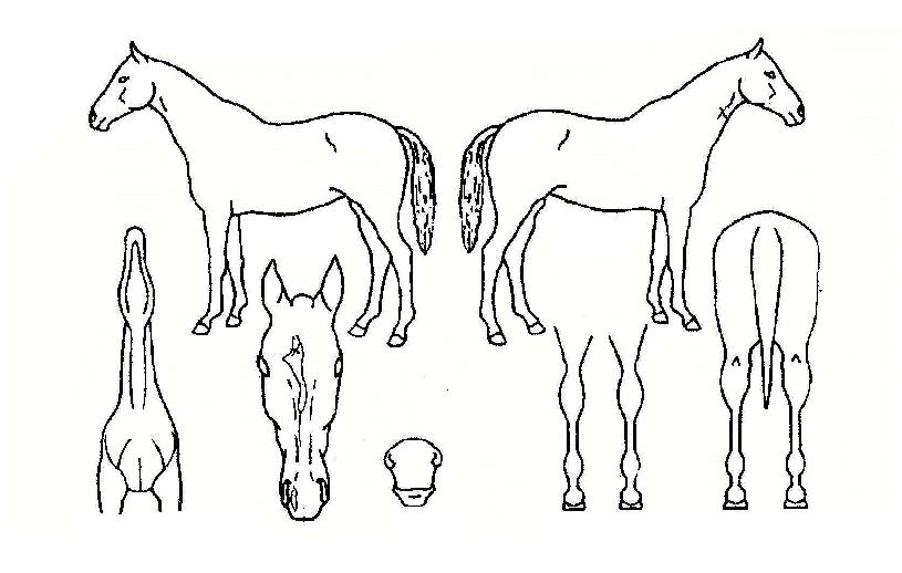 ÄÁ¼ÁÁ¦ÀÎÀÇ Ãø¸é,¿ì¸é,µÞ¸é,µÎ»ó,´Ù¸®ÀÇ Æ¯Â¡µµÇØ