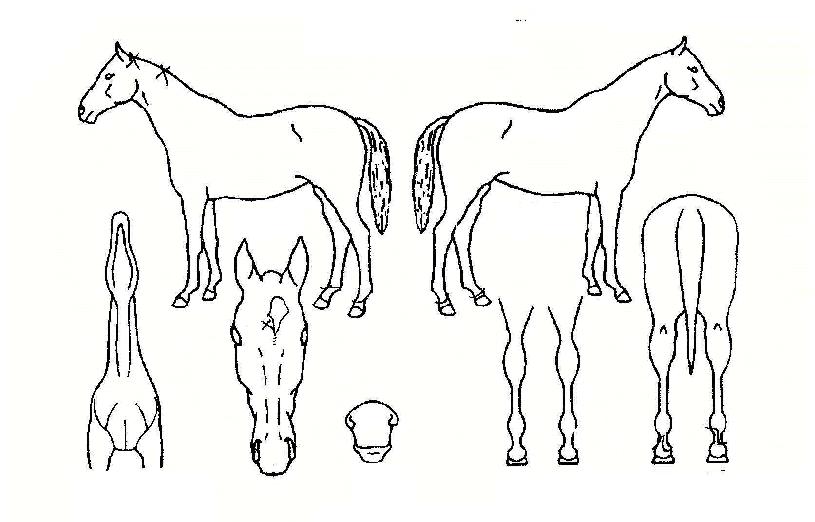 Çà¿î³ªºñÀÇ Ãø¸é,¿ì¸é,µÞ¸é,µÎ»ó,´Ù¸®ÀÇ Æ¯Â¡µµÇØ