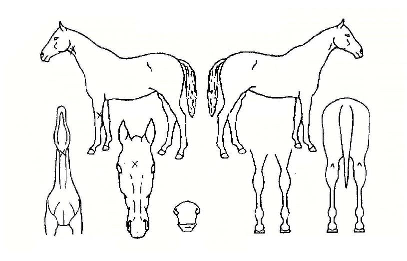 ¹Ù¶÷Àdz뷡ÀÇ Ãø¸é,¿ì¸é,µÞ¸é,µÎ»ó,´Ù¸®ÀÇ Æ¯Â¡µµÇØ