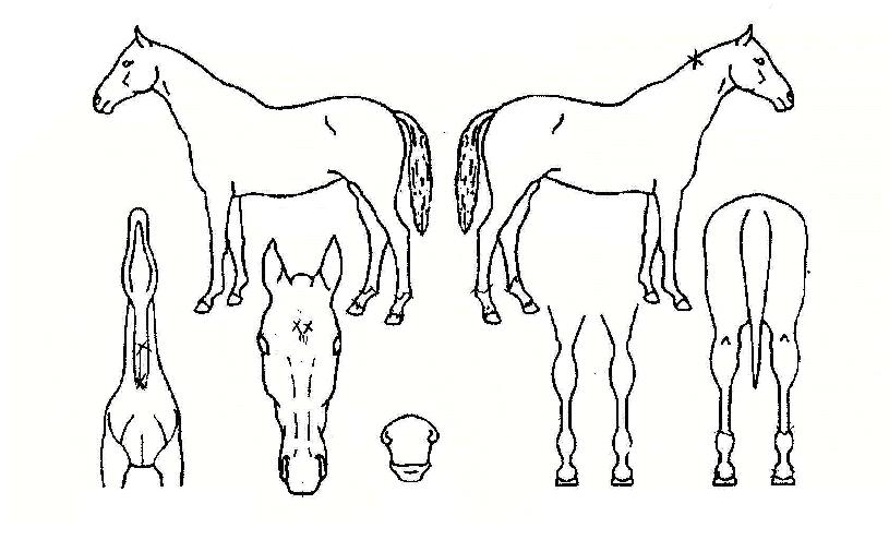 ij·Ñ¶óÀÎÀÇ Ãø¸é,¿ì¸é,µÞ¸é,µÎ»ó,´Ù¸®ÀÇ Æ¯Â¡µµÇØ