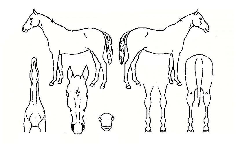 ¾ÆÀ̸®½ÃºòÅÍÀÇ Ãø¸é,¿ì¸é,µÞ¸é,µÎ»ó,´Ù¸®ÀÇ Æ¯Â¡µµÇØ