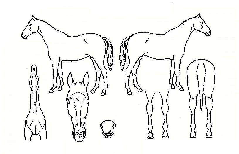 ¶óÀ̾ðÄýÀÇ Ãø¸é,¿ì¸é,µÞ¸é,µÎ»ó,´Ù¸®ÀÇ Æ¯Â¡µµÇØ