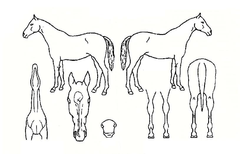 ½ºÀ§Æ®µå¸®¸ÓÀÇ Ãø¸é,¿ì¸é,µÞ¸é,µÎ»ó,´Ù¸®ÀÇ Æ¯Â¡µµÇØ