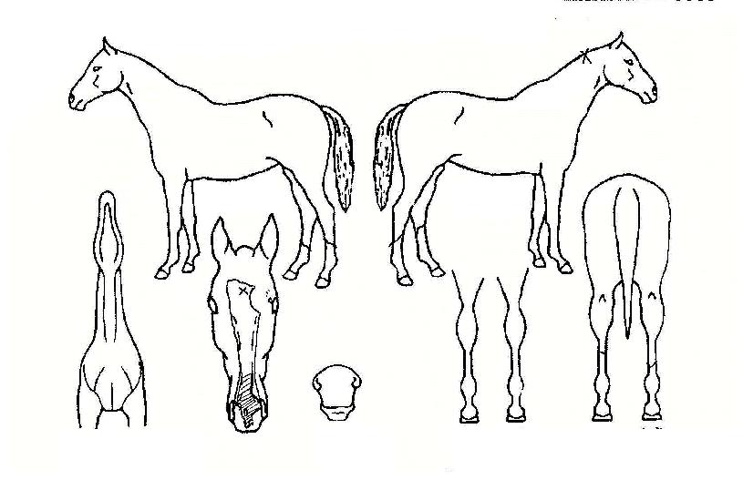 üÀÎÁö¾÷ÀÇ Ãø¸é,¿ì¸é,µÞ¸é,µÎ»ó,´Ù¸®ÀÇ Æ¯Â¡µµÇØ