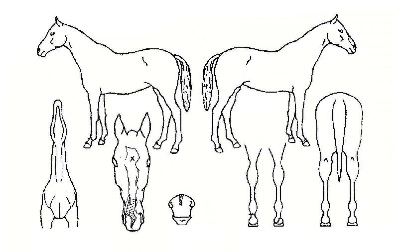 ³ì»ö¿µ¿õÀÚ¸¶ÀÇ Ãø¸é,¿ì¸é,µÞ¸é,µÎ»ó,´Ù¸®ÀÇ Æ¯Â¡µµÇØ