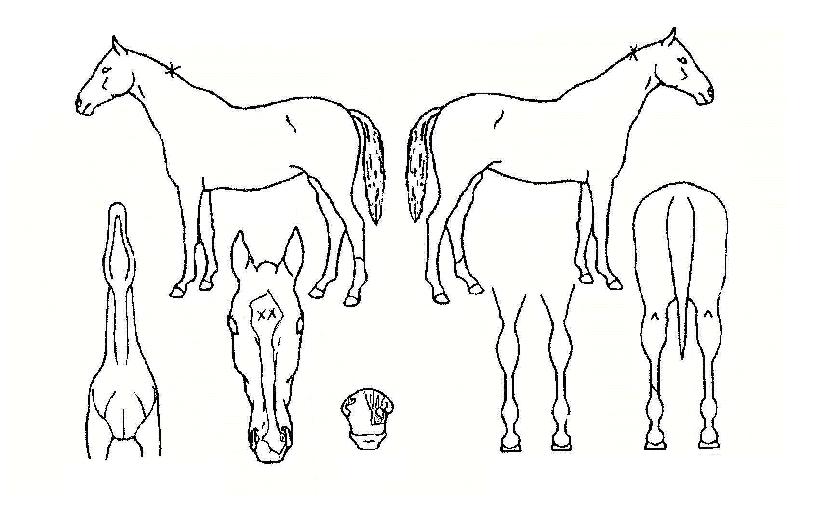 ±ÝÆ÷¿©¿ÕÀÇ Ãø¸é,¿ì¸é,µÞ¸é,µÎ»ó,´Ù¸®ÀÇ Æ¯Â¡µµÇØ