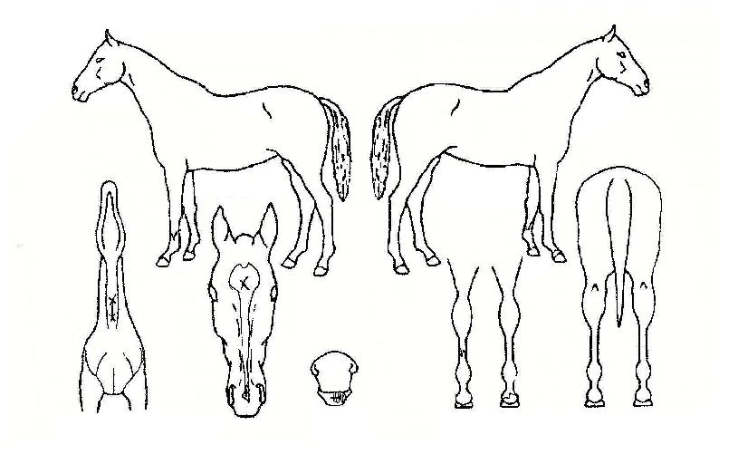 ´Ù´ÙÀÇ Ãø¸é,¿ì¸é,µÞ¸é,µÎ»ó,´Ù¸®ÀÇ Æ¯Â¡µµÇØ