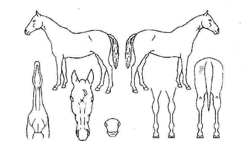 ÇæÅ©º¸ÀÌÀÇ Ãø¸é,¿ì¸é,µÞ¸é,µÎ»ó,´Ù¸®ÀÇ Æ¯Â¡µµÇØ