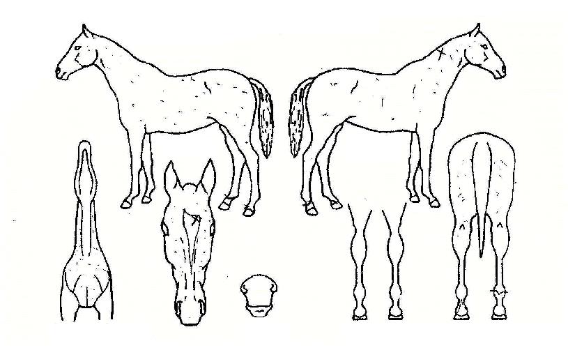 Âù¶õÇÑÁúÁÖÀÇ Ãø¸é,¿ì¸é,µÞ¸é,µÎ»ó,´Ù¸®ÀÇ Æ¯Â¡µµÇØ