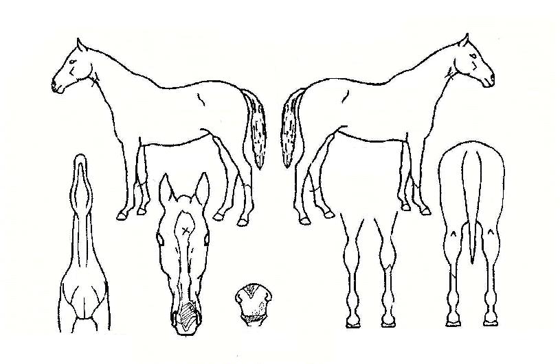 ¸Þ¸®¿¤½ºÅ¸ÀÇ Ãø¸é,¿ì¸é,µÞ¸é,µÎ»ó,´Ù¸®ÀÇ Æ¯Â¡µµÇØ