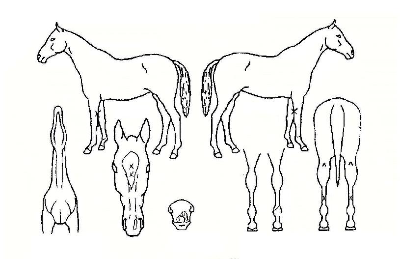 °ñµçÅéÀÇ Ãø¸é,¿ì¸é,µÞ¸é,µÎ»ó,´Ù¸®ÀÇ Æ¯Â¡µµÇØ