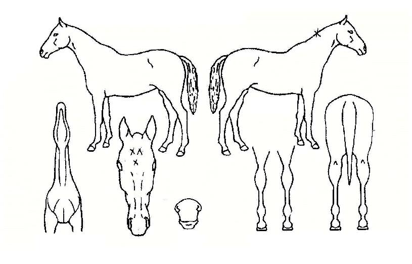 ¼±´õºê·¹ÀÎÀÇ Ãø¸é,¿ì¸é,µÞ¸é,µÎ»ó,´Ù¸®ÀÇ Æ¯Â¡µµÇØ