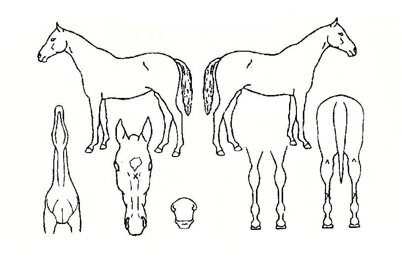 º°¹ãó·³ÀÇ Ãø¸é,¿ì¸é,µÞ¸é,µÎ»ó,´Ù¸®ÀÇ Æ¯Â¡µµÇØ