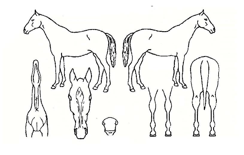 ÇÏÀϸ®·±ÀÇ Ãø¸é,¿ì¸é,µÞ¸é,µÎ»ó,´Ù¸®ÀÇ Æ¯Â¡µµÇØ