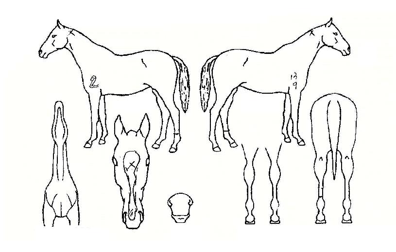 ÇØ±¹ÀÇ Ãø¸é,¿ì¸é,µÞ¸é,µÎ»ó,´Ù¸®ÀÇ Æ¯Â¡µµÇØ