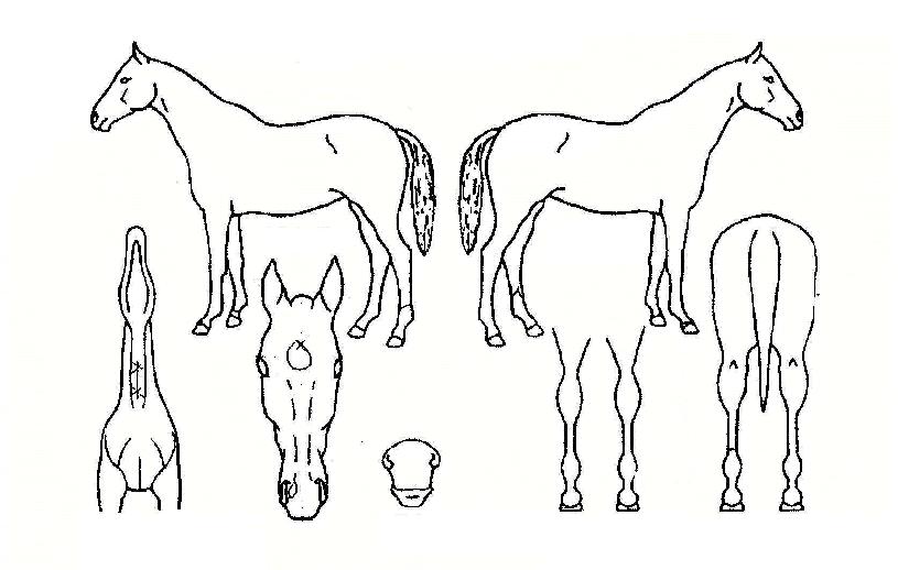 µ¿Çؽº¸¶Æ®ÀÇ Ãø¸é,¿ì¸é,µÞ¸é,µÎ»ó,´Ù¸®ÀÇ Æ¯Â¡µµÇØ