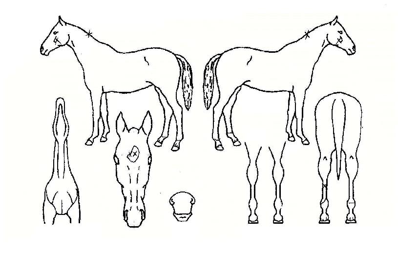 °¡À»Ç³°æÀÇ Ãø¸é,¿ì¸é,µÞ¸é,µÎ»ó,´Ù¸®ÀÇ Æ¯Â¡µµÇØ