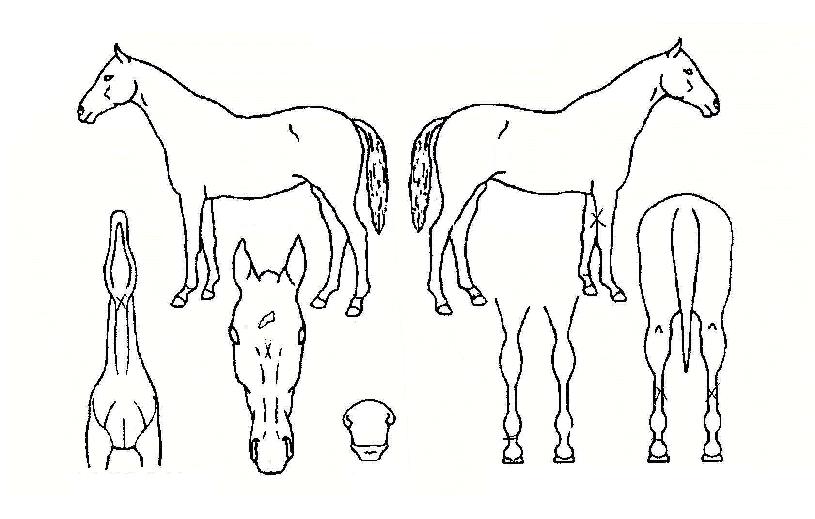 Çà¿îÀ¯¼öÀÇ Ãø¸é,¿ì¸é,µÞ¸é,µÎ»ó,´Ù¸®ÀÇ Æ¯Â¡µµÇØ