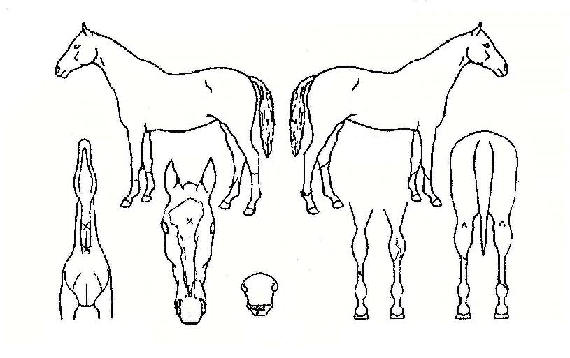 ¶ó¿ÂÃÊÀ̽ºÀÇ Ãø¸é,¿ì¸é,µÞ¸é,µÎ»ó,´Ù¸®ÀÇ Æ¯Â¡µµÇØ