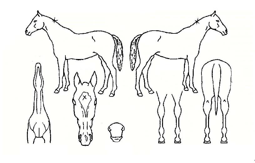 ½º¸¶Æ¼¹ÌÀÚ¸¶ÀÇ Ãø¸é,¿ì¸é,µÞ¸é,µÎ»ó,´Ù¸®ÀÇ Æ¯Â¡µµÇØ