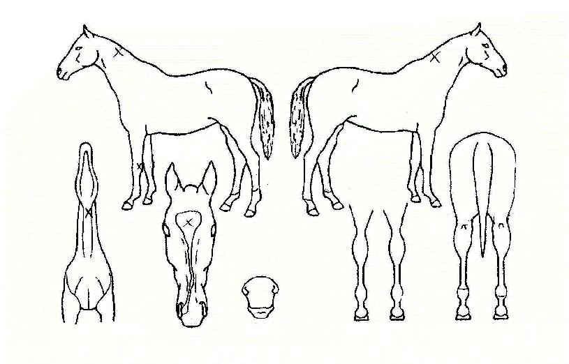 ¸Æ½Ã¸Ø½ºÇǵåÀÇ Ãø¸é,¿ì¸é,µÞ¸é,µÎ»ó,´Ù¸®ÀÇ Æ¯Â¡µµÇØ