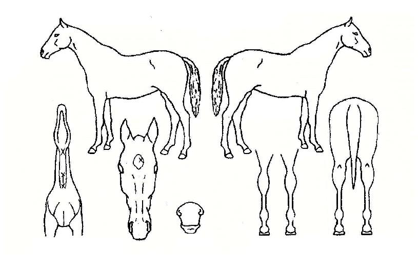 ½Å°í¼öÀÇ Ãø¸é,¿ì¸é,µÞ¸é,µÎ»ó,´Ù¸®ÀÇ Æ¯Â¡µµÇØ