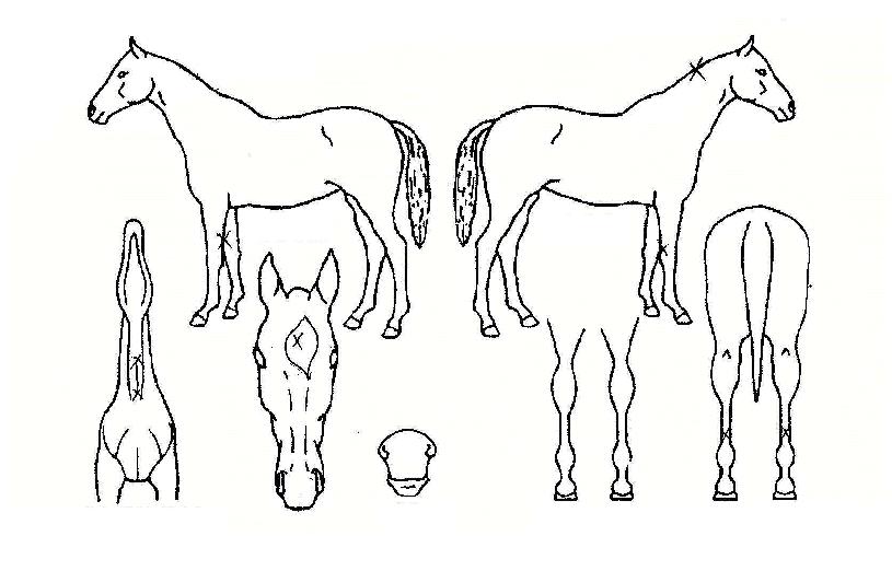 ¾ßÀüÄ·ÇÁÀÇ Ãø¸é,¿ì¸é,µÞ¸é,µÎ»ó,´Ù¸®ÀÇ Æ¯Â¡µµÇØ