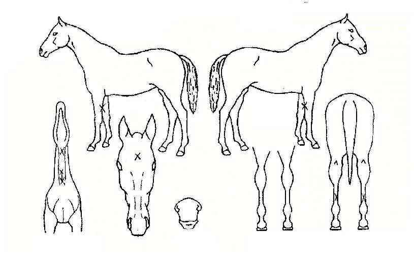 ¹æ¿ï°øÁÖÀÇ Ãø¸é,¿ì¸é,µÞ¸é,µÎ»ó,´Ù¸®ÀÇ Æ¯Â¡µµÇØ