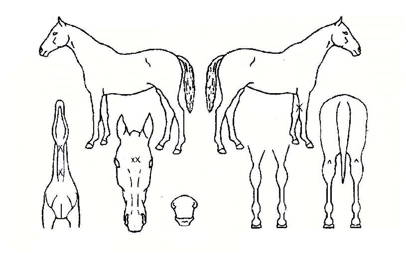 ±¸Ãµ¼®ÀÇ Ãø¸é,¿ì¸é,µÞ¸é,µÎ»ó,´Ù¸®ÀÇ Æ¯Â¡µµÇØ