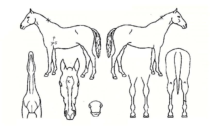 ºê·Îµå¿À¼ÇÀÇ Ãø¸é,¿ì¸é,µÞ¸é,µÎ»ó,´Ù¸®ÀÇ Æ¯Â¡µµÇØ