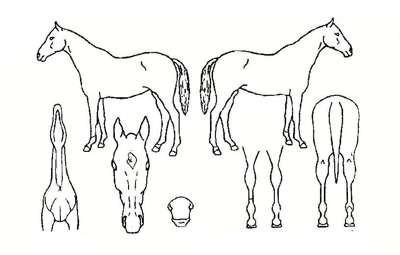 µ¿ÇØÅ¾çÀÇ Ãø¸é,¿ì¸é,µÞ¸é,µÎ»ó,´Ù¸®ÀÇ Æ¯Â¡µµÇØ