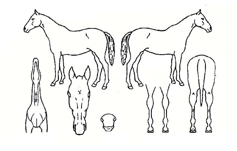 ÅØ»ç½º·ÎÄÏÀÇ Ãø¸é,¿ì¸é,µÞ¸é,µÎ»ó,´Ù¸®ÀÇ Æ¯Â¡µµÇØ