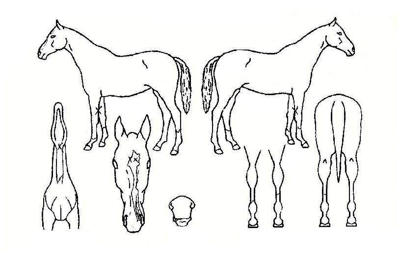 ÆÛ½ºÆ®Ä·ÇÁÀÇ Ãø¸é,¿ì¸é,µÞ¸é,µÎ»ó,´Ù¸®ÀÇ Æ¯Â¡µµÇØ