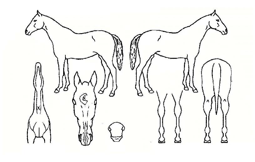 ¹«ÆÐ¿ì½ÂÀÇ Ãø¸é,¿ì¸é,µÞ¸é,µÎ»ó,´Ù¸®ÀÇ Æ¯Â¡µµÇØ