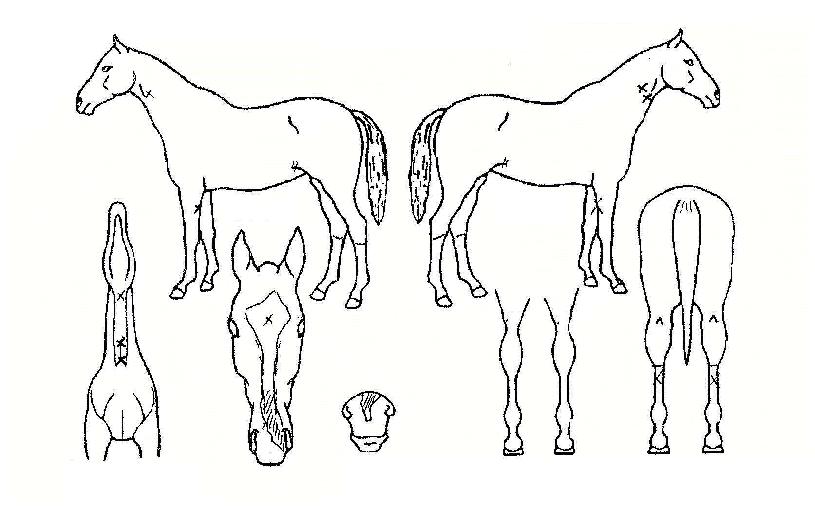 Ƽ¶ó¹Ì½ºÀÇ Ãø¸é,¿ì¸é,µÞ¸é,µÎ»ó,´Ù¸®ÀÇ Æ¯Â¡µµÇØ