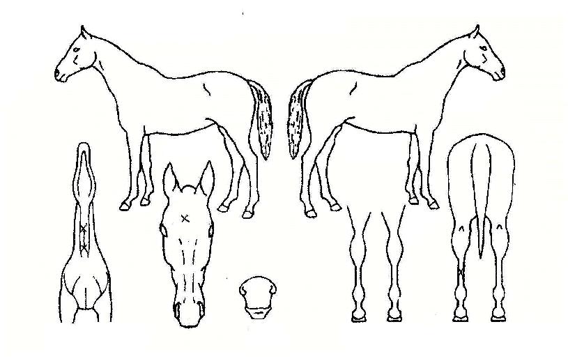 ÇູÀü¼±ÀÇ Ãø¸é,¿ì¸é,µÞ¸é,µÎ»ó,´Ù¸®ÀÇ Æ¯Â¡µµÇØ