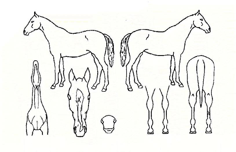 ½ºÅ¸»çÀÎÀÚ¸¶ÀÇ Ãø¸é,¿ì¸é,µÞ¸é,µÎ»ó,´Ù¸®ÀÇ Æ¯Â¡µµÇØ